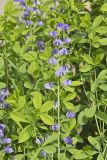 Blue False Indigo, Baptisia australis