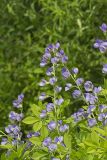 Blue False Indigo, Baptisia australis