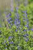 Blue False Indigo, Baptisia australis