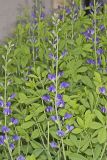 Blue False Indigo, Baptisia australis