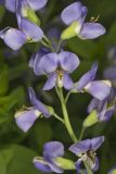 Blue False Indigo, Baptisia australis