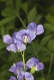 Blue False Indigo, Baptisia australis