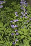 Blue False Indigo, Baptisia australis