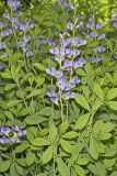 Blue False Indigo, Baptisia australis
