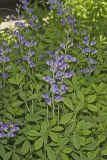 Blue False Indigo, Baptisia australis