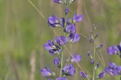Blue False Indigo, Baptisia australis