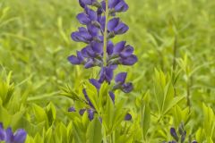 Blue False Indigo, Baptisia australis