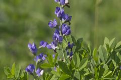Blue False Indigo, Baptisia australis