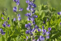 Blue False Indigo, Baptisia australis