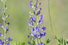 Blue False Indigo, Baptisia australis