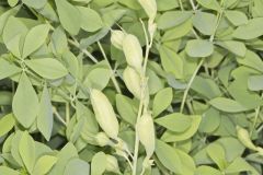Blue False Indigo, Baptisia australis