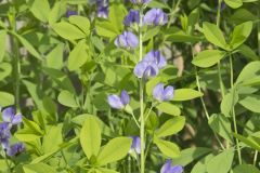 Blue False Indigo, Baptisia australis