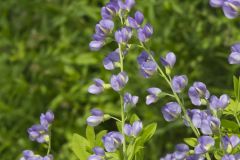 Blue False Indigo, Baptisia australis