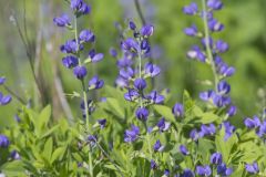 Blue False Indigo, Baptisia australis