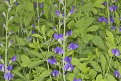 Blue False Indigo, Baptisia australis