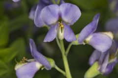 Blue False Indigo, Baptisia australis