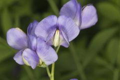 Blue False Indigo, Baptisia australis