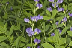 Blue False Indigo, Baptisia australis