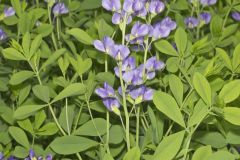 Blue False Indigo, Baptisia australis