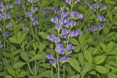 Blue False Indigo, Baptisia australis