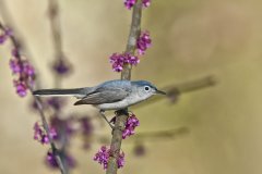 Blue-gray Gnatcatcher, Polioptila caerulea