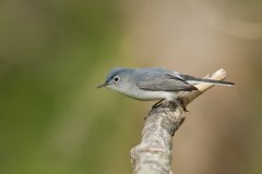 Blue-gray Gnatcatcher, Polioptila caerulea