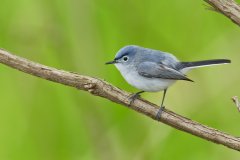 Blue-gray Gnatcatcher, Polioptila caerulea