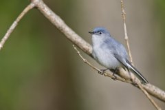 Blue-gray Gnatcatcher, Polioptila caerulea