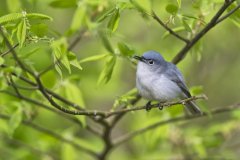 Blue-gray Gnatcatcher, Polioptila caerulea