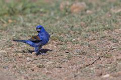 Blue Grosbeak, Passerina caerulea