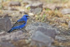 Blue Grosbeak, Passerina caerulea