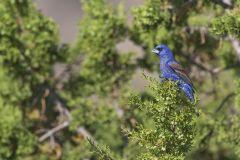 Blue Grosbeak, Passerina caerulea