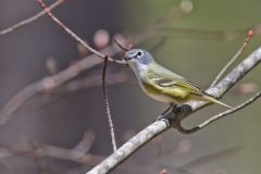 Blue-headed Vireo, Vireo solitarius Blue-headed Vireo, Vireo solitarius