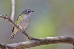Blue-headed Vireo, Vireo solitarius Blue-headed Vireo, Vireo solitarius