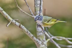 Blue-headed Vireo, Vireo solitarius Blue-headed Vireo, Vireo solitarius
