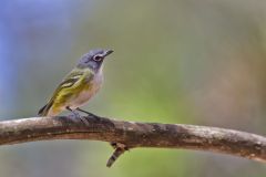 Blue-headed Vireo, Vireo solitarius Blue-headed Vireo, Vireo solitarius