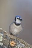 Blue Jay, Cyanocitta cristata
