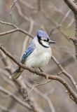 Blue Jay, Cyanocitta cristata