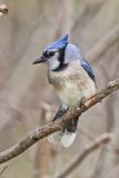 Blue Jay, Cyanocitta cristata