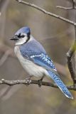 Blue Jay, Cyanocitta cristata