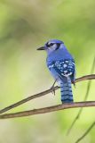 Blue Jay, Cyanocitta cristata