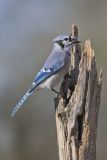 Blue Jay, Cyanocitta cristata