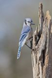 Blue Jay, Cyanocitta cristata