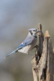 Blue Jay, Cyanocitta cristata