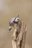Blue Jay, Cyanocitta cristata