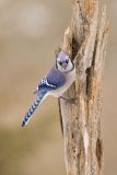 Blue Jay, Cyanocitta cristata