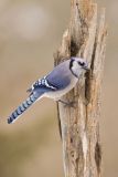 Blue Jay, Cyanocitta cristata