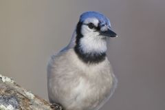 Blue Jay, Cyanocitta cristata