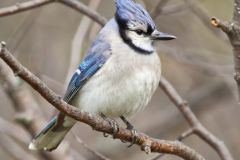 Blue Jay, Cyanocitta cristata