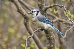 Blue Jay, Cyanocitta cristata